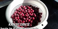 Kaffee-Ernte-Heute-KaGaRuhr